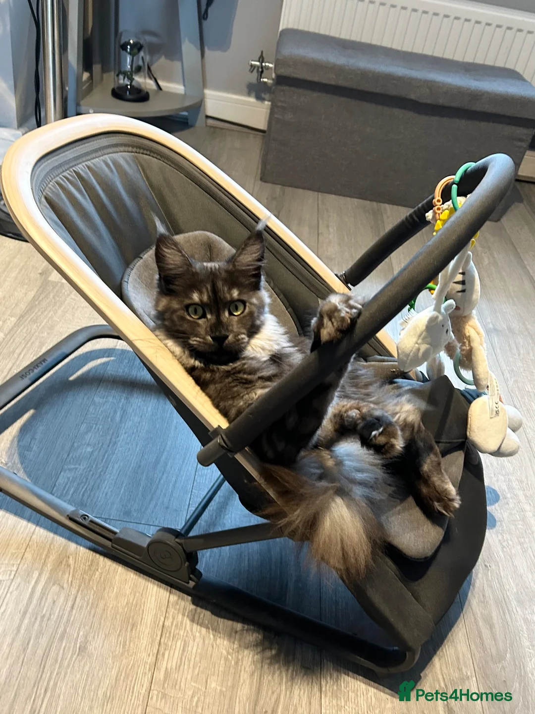 Maine Coon cats for sale: Stunning 2 year old Female Maine Coons  - Advert 9