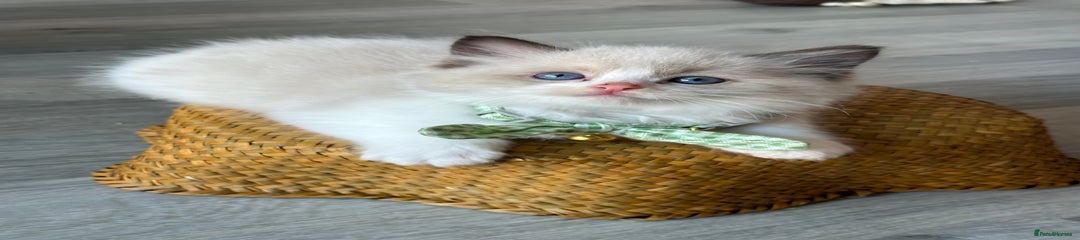 Ragdoll Kitten 1