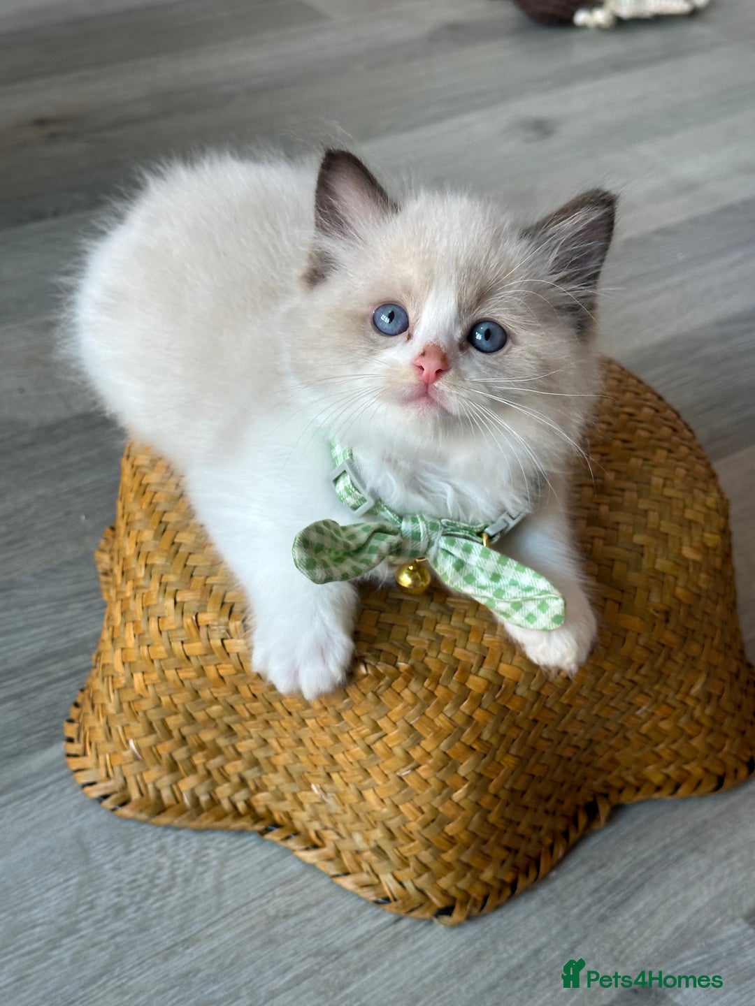 Ragdoll cats for sale: TICA Registered Ragdoll Kittens - Image 11