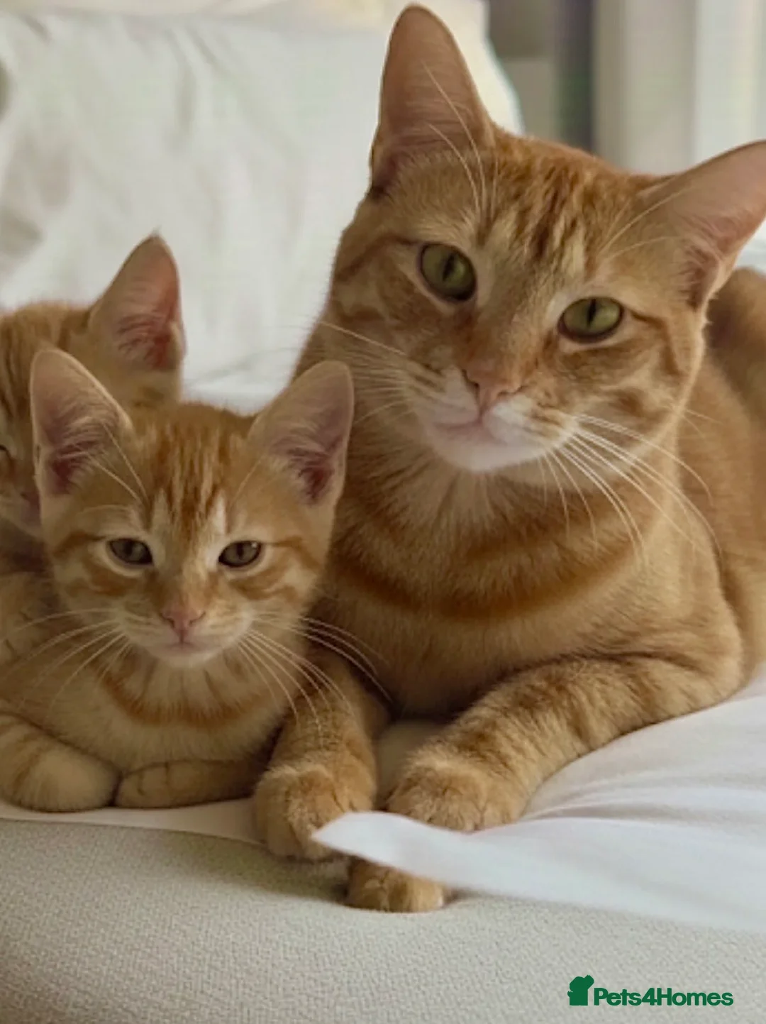 British Shorthair cats for sale: TEST ADVERT  - Advert 2