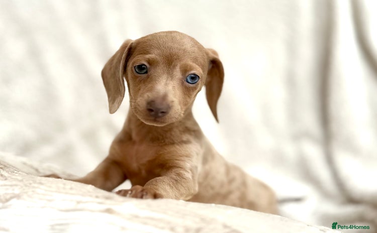 Miniature Dachshund dogs - Advert 4