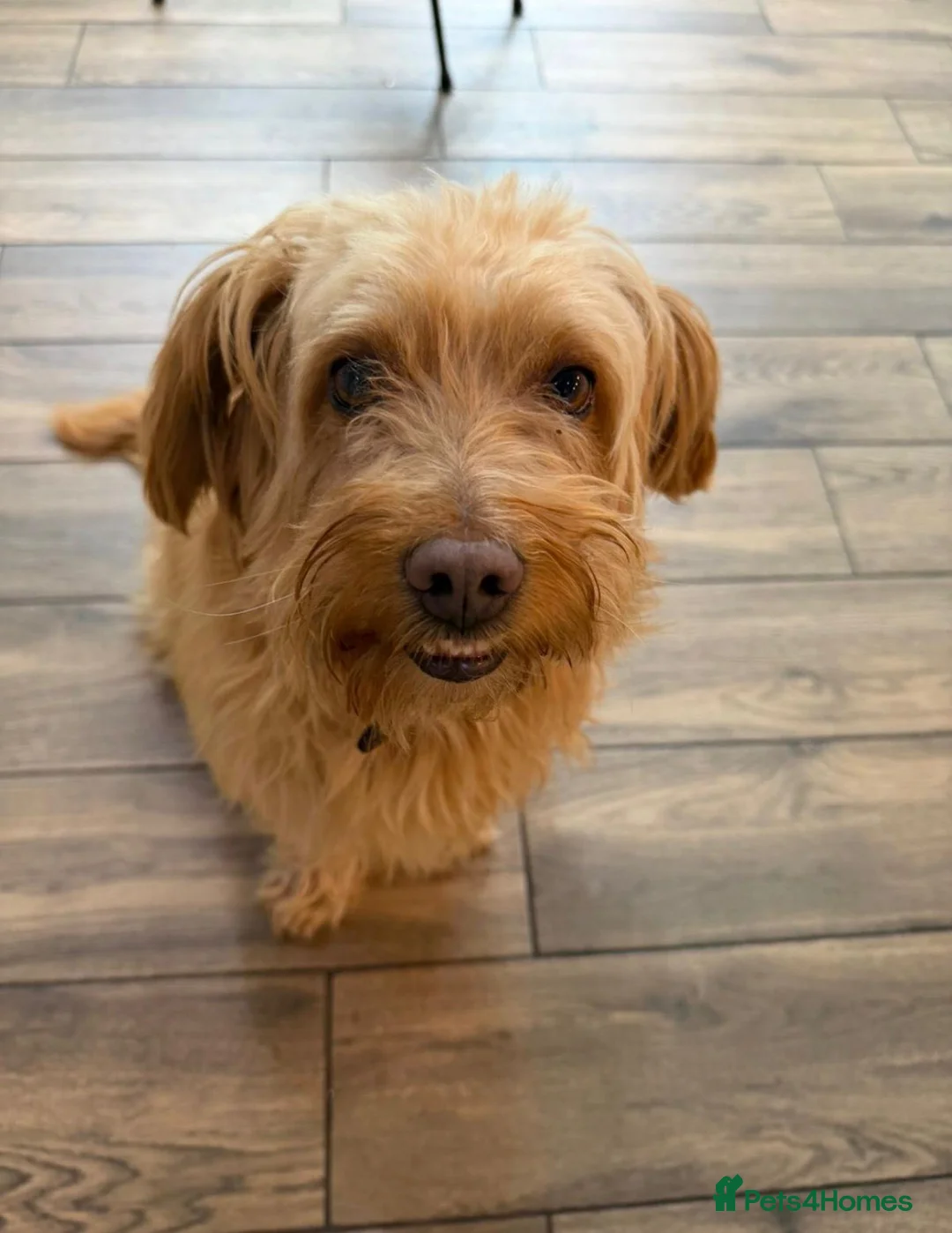 Mixed Breed dogs for adoption: 🥺 teddy needs help 💔❤️ - Advert 1