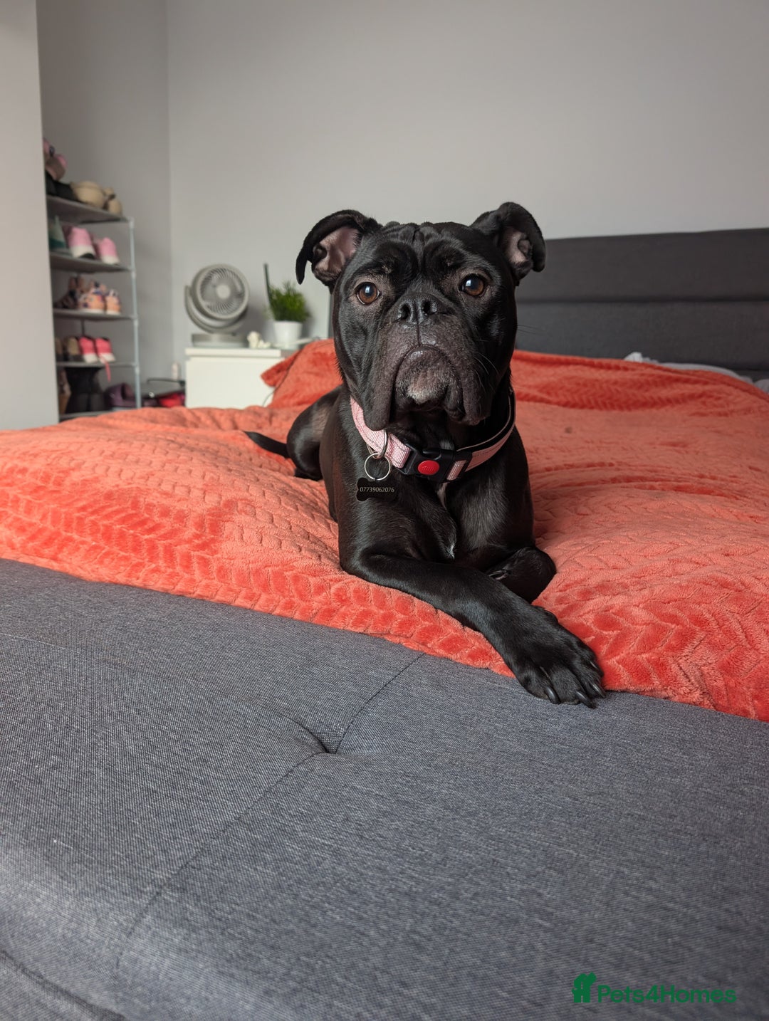 Old Tyme Bulldog dogs for sale: Female old tyme bulldog - Advert 4