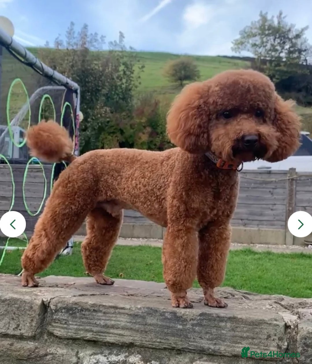 Miniature Poodle dogs for sale: Stunning minature poodle puppies  - Image 12