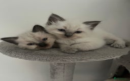 Ragdoll cats for sale: Ready now🧡 Fantastic 4 💛💙pure Ragdoll kittens🩵 - Image 3