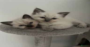 Ragdoll cats - Advert 14
