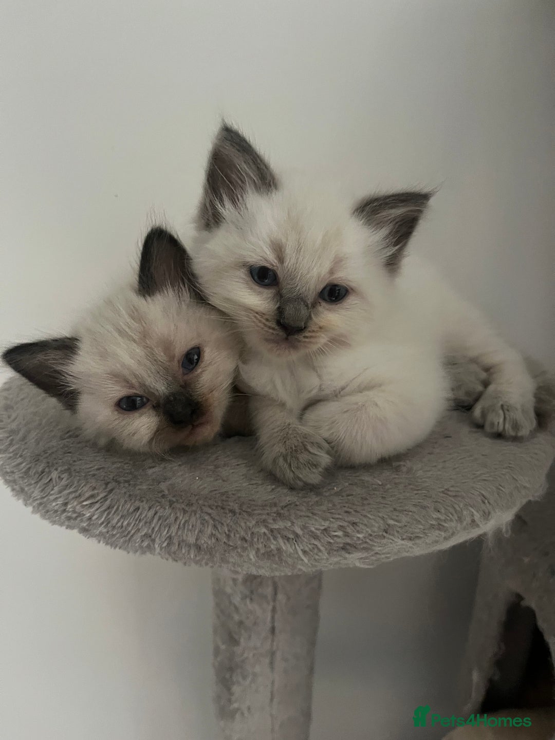 Ragdoll cats for sale: Ready now🧡 Fantastic 4 💛💙pure Ragdoll kittens🩵 - Image 3