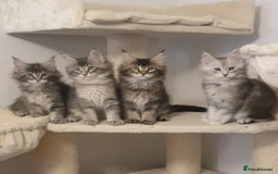 Maine Coon cats for sale: pure maine coon kittens - Image 1