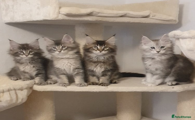 Maine Coon cats - Advert 12