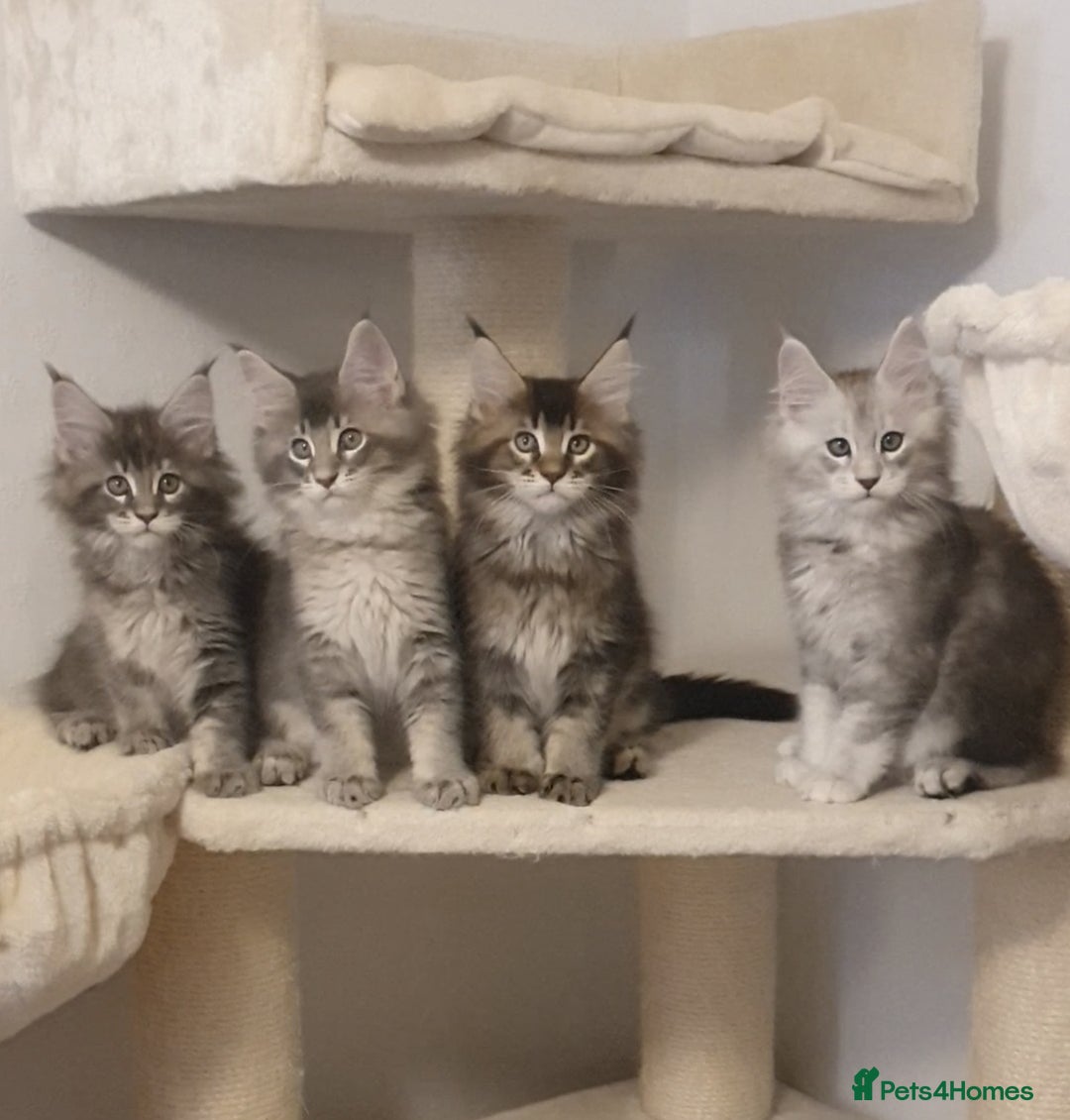 Maine Coon cats for sale: pure maine coon kittens - Image 1