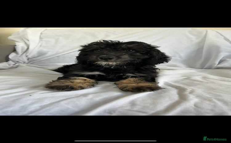 Cockapoo dogs - Advert 4