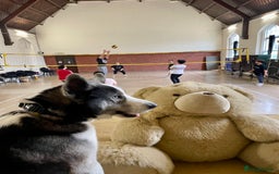 Siberian Husky dogs for sale: Demon - Image 13