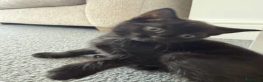 Domestic Shorthair Kitten 1
