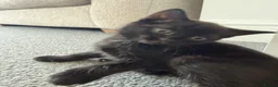 Domestic Shorthair cats for sale: Beautiful kittens in Canvey Island - Advert 3