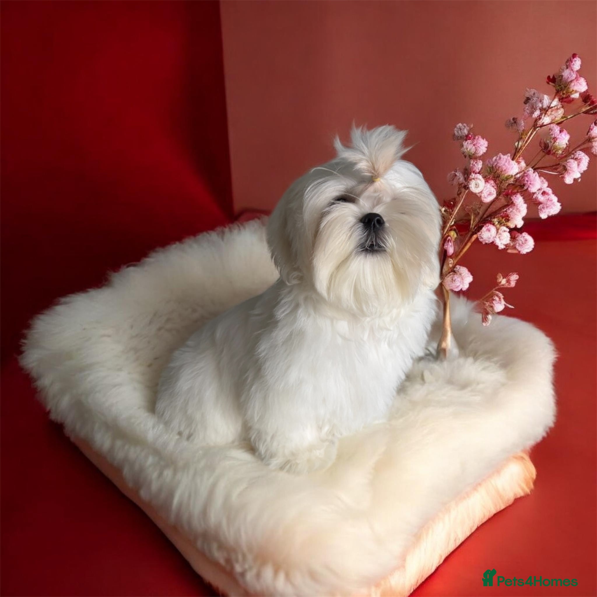 Maltese dogs *Price reduced* sweet Korean puppy BOY  - Advert 15