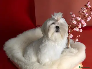 Maltese dogs *Price reduced* sweet Korean puppy BOY - Advert 15