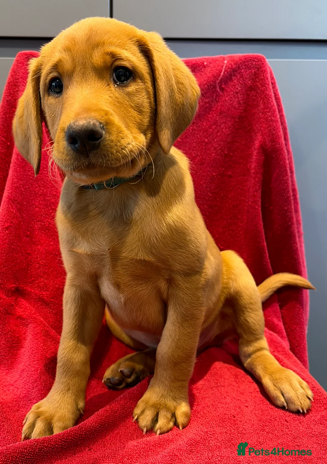 Labrador Retriever dogs for sale: Male Fox Red Lab Pup - Advert 2
