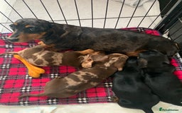 Miniature Dachshund dogs for sale: Minature daschund puppys - Image 7