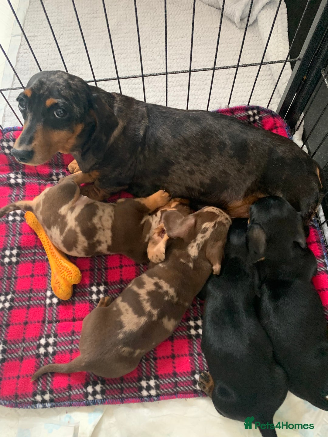 Miniature Dachshund dogs for sale: Minature daschund puppys - Image 7