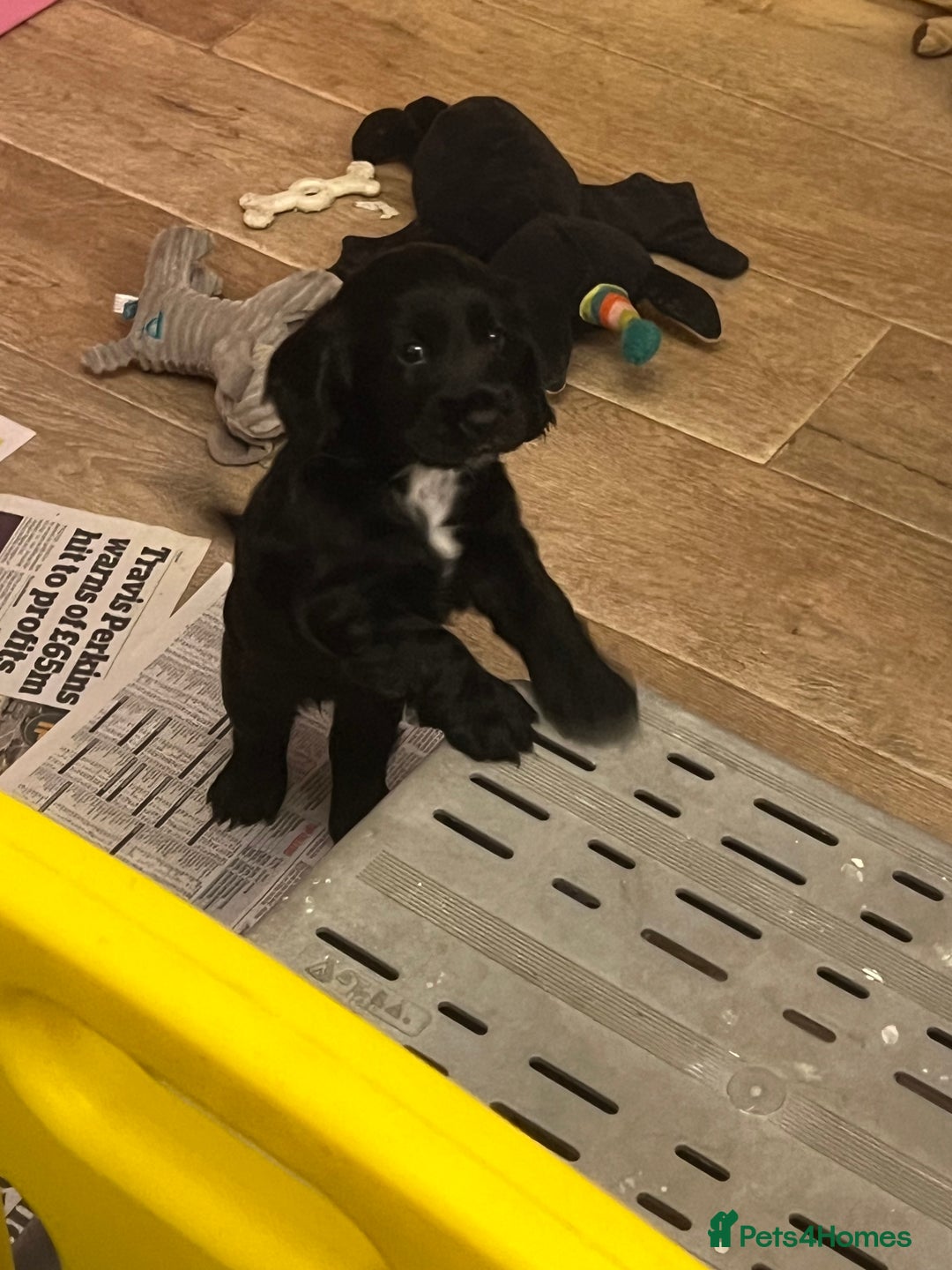 Cocker Spaniel dogs for sale: Adorable cocker spaniel Bitch - Advert 3