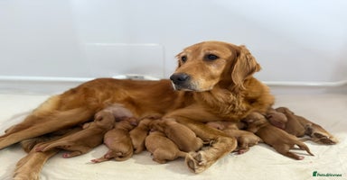 Golden Retriever dogs - Advert 7