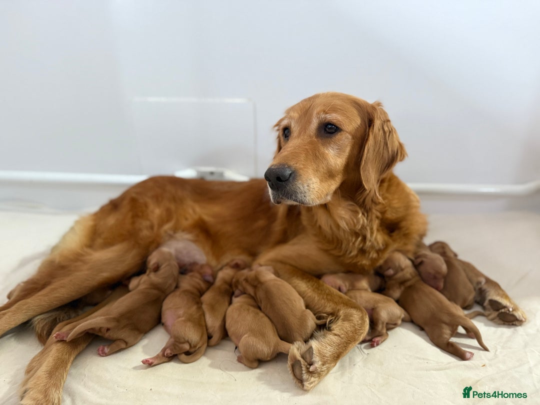 Golden Retriever dogs for sale: FOX RED WORKING GOLDEN RETRIEVERS- 5 STAR BREEDERS - Image 2