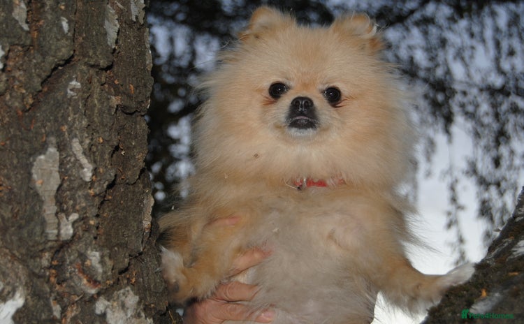 Pomeranian dogs - Advert 1