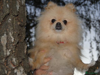 Pomeranian dogs - Advert 3