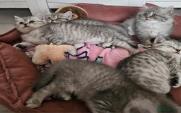 British Shorthair cats for sale: Beautiful British kittens - Image 8