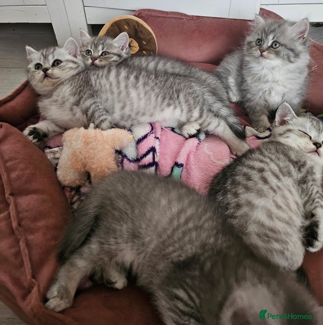 British Shorthair cats for sale: Beautiful British kittens - Image 8