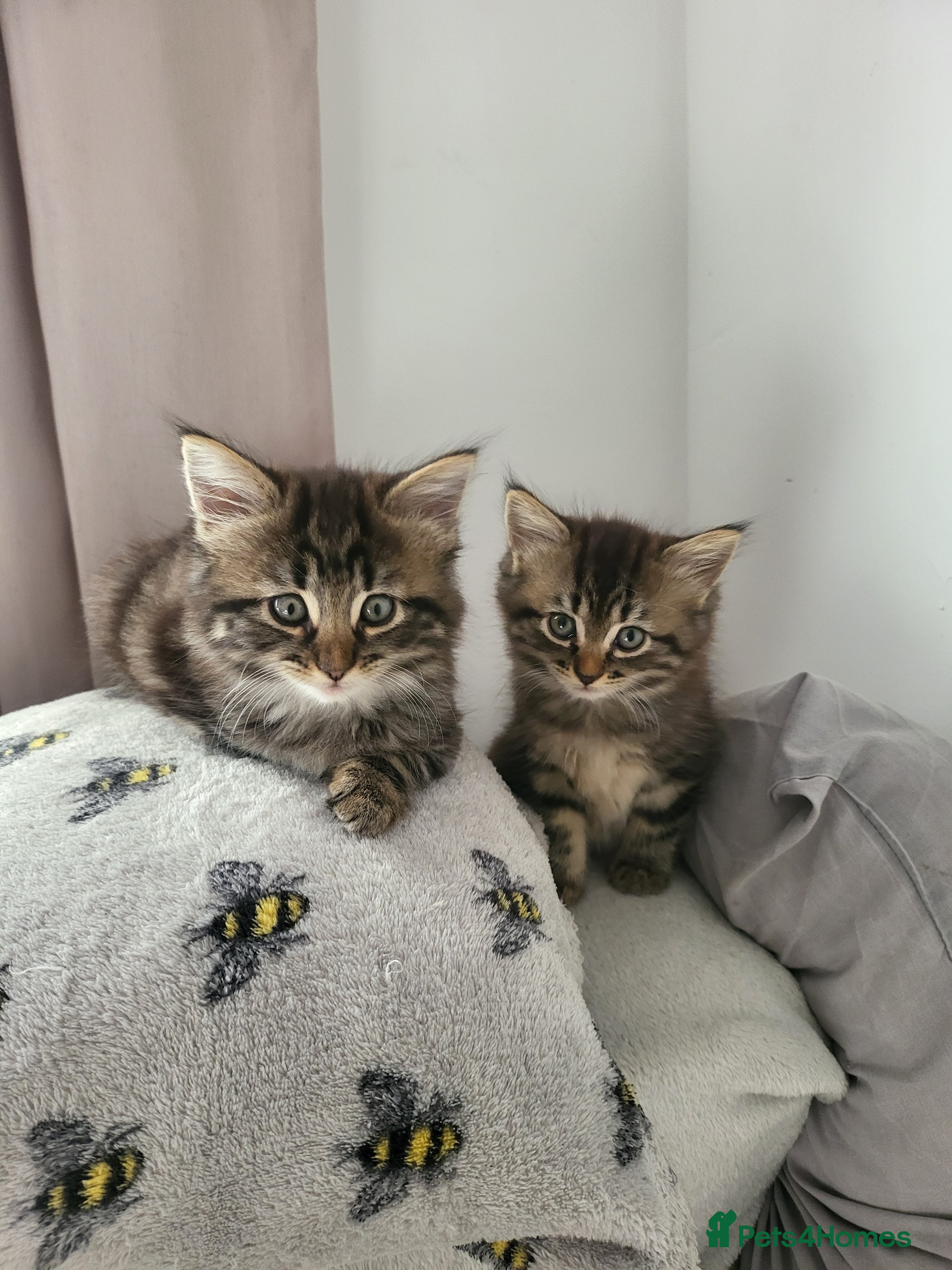 Siberian cats Adorable Kittens Looking for Loving Homes! 🐾 - Advert 6