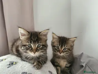 Siberian cats Adorable Kittens Looking for Loving Homes! 🐾 - Advert 6
