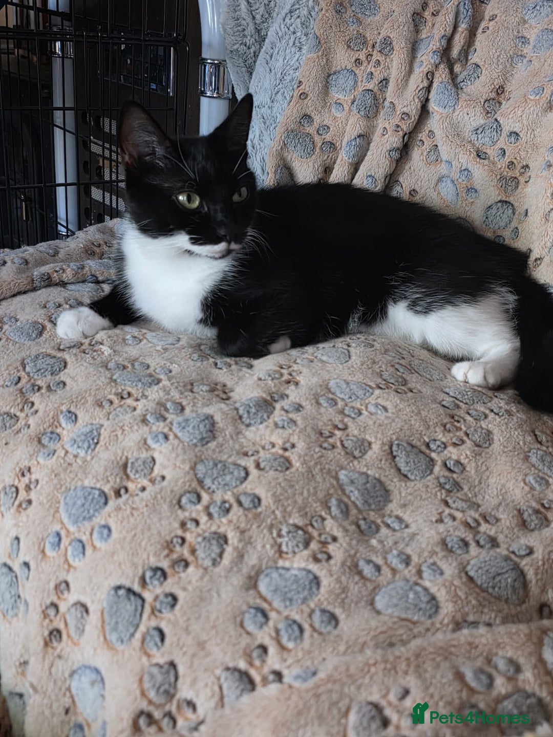 Mixed Breed cats for sale: kittens ready for rehoming   in Northwood - Image 11
