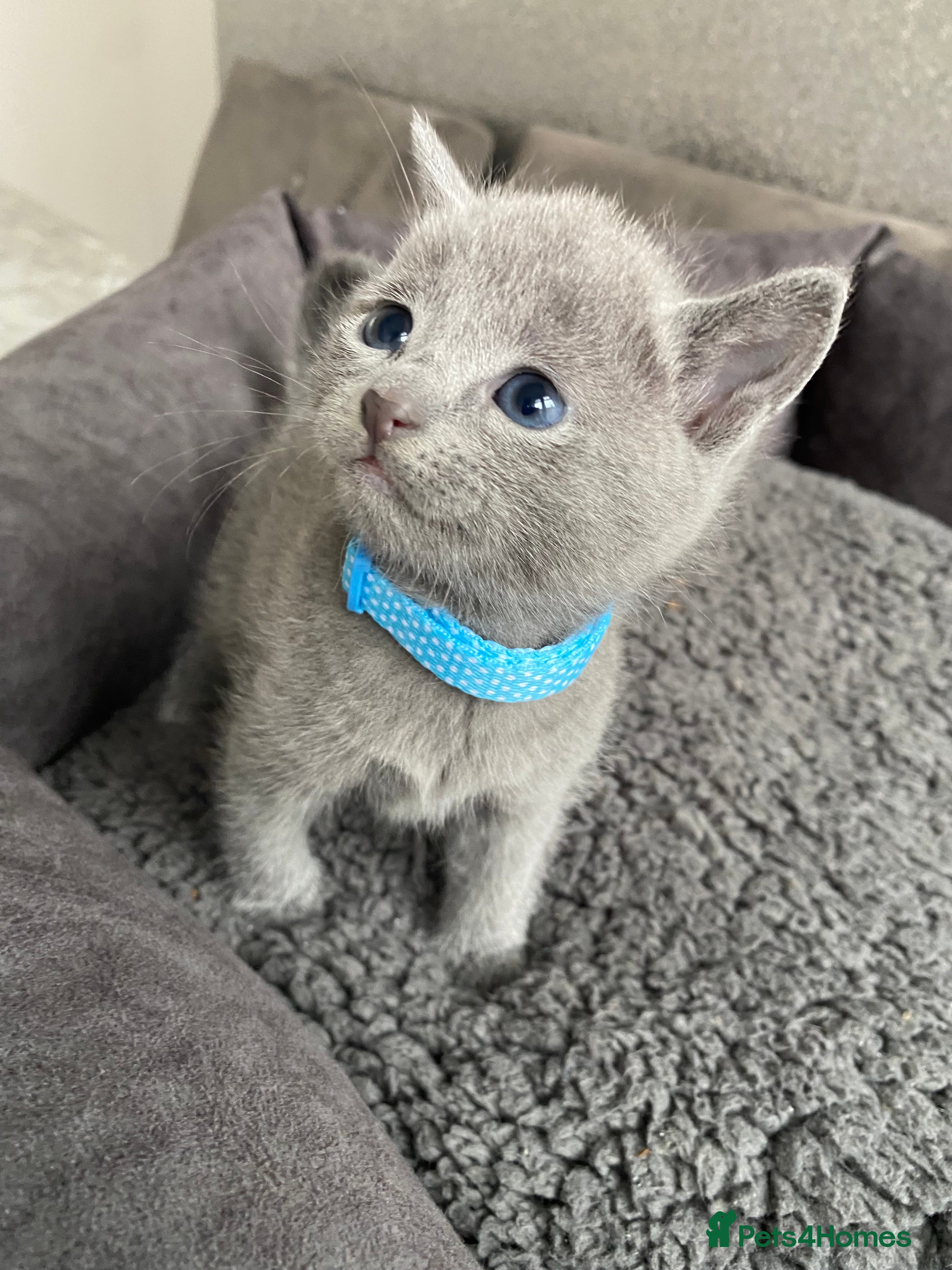 Russian Blue cats Russian blue kittens  - Advert 1