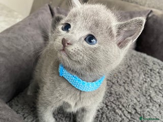 Russian Blue cats Russian blue kittens - Advert 2