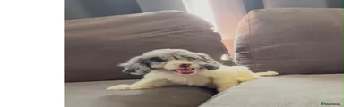 Cockapoo 5
