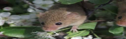 Mouse rodents for sale: Harvest mice for sale, Newcastle upon Tyne - Advert 1