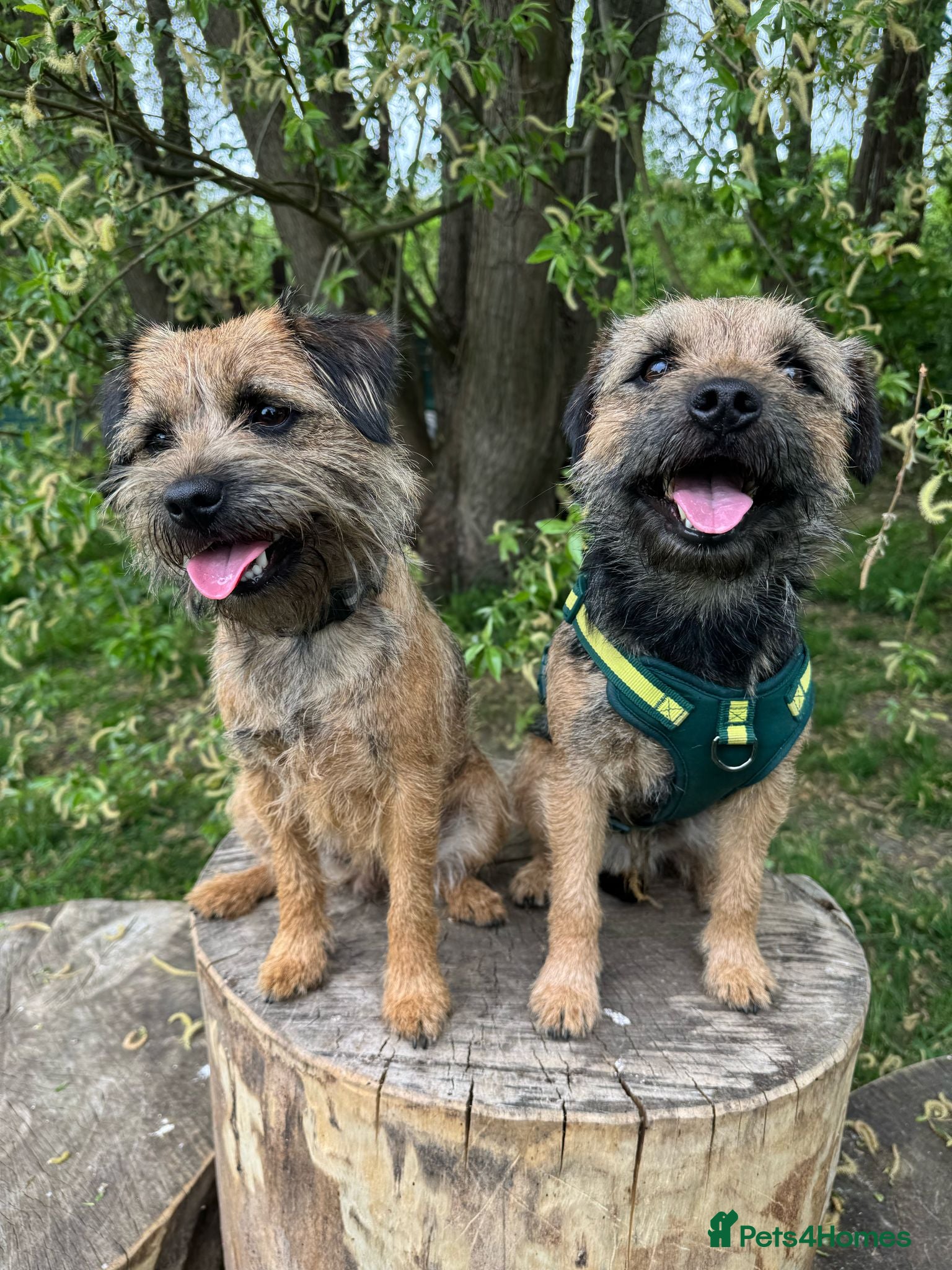 Border Terrier dogs Beautiful Border Terrier Puppies - Advert 1