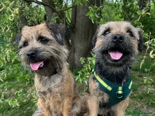 Border Terrier dogs Beautiful Border Terrier Puppies - Advert 1