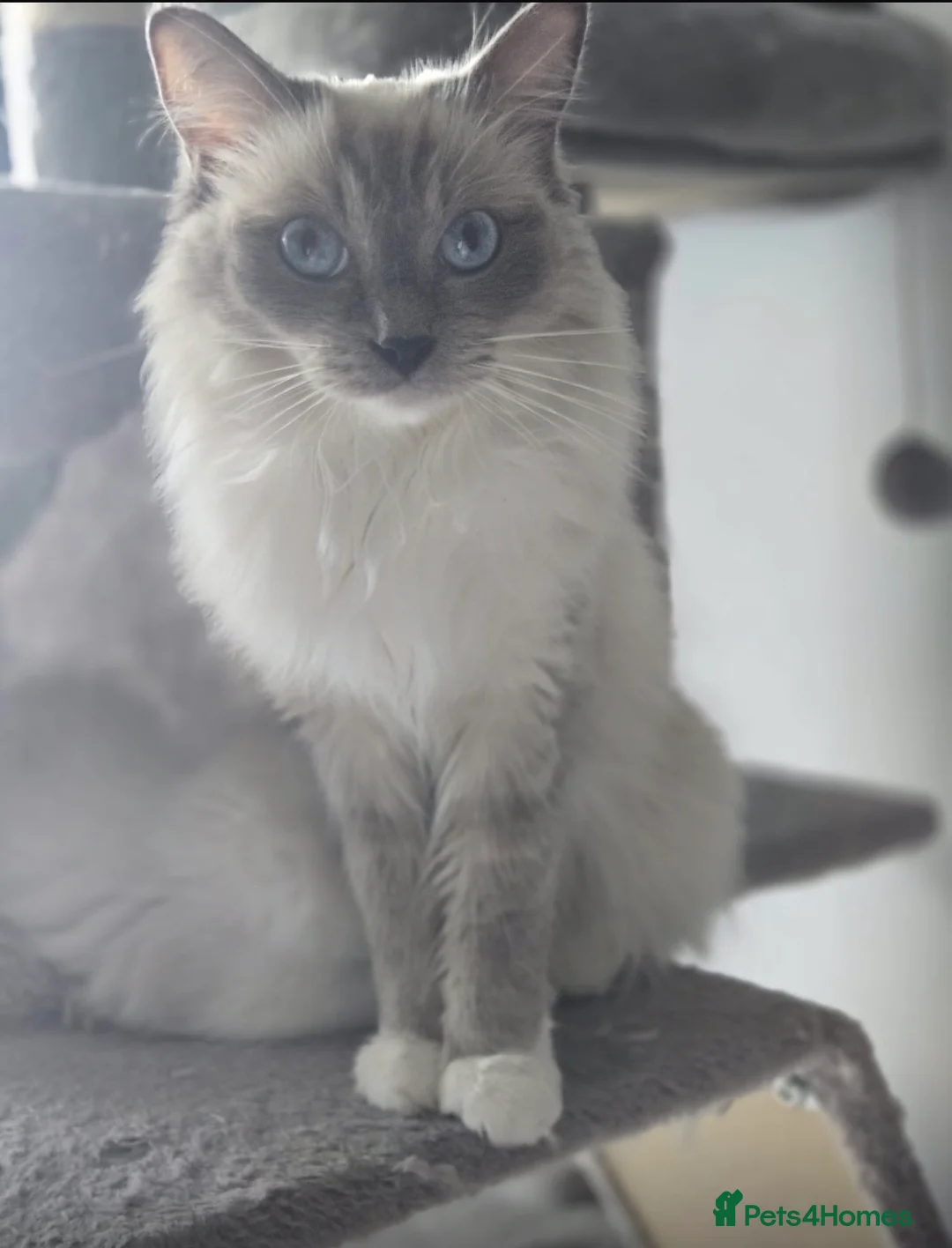 Ragdoll cats for sale: Purebred ragdoll kitten in London - Advert 2