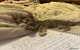 Bengal cats for sale: Half bengal kitten looking for her forever home - Image 1