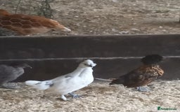Mixed Breed poultry for sale: Fabulous feathery friends and point of lay pullets - Image 1