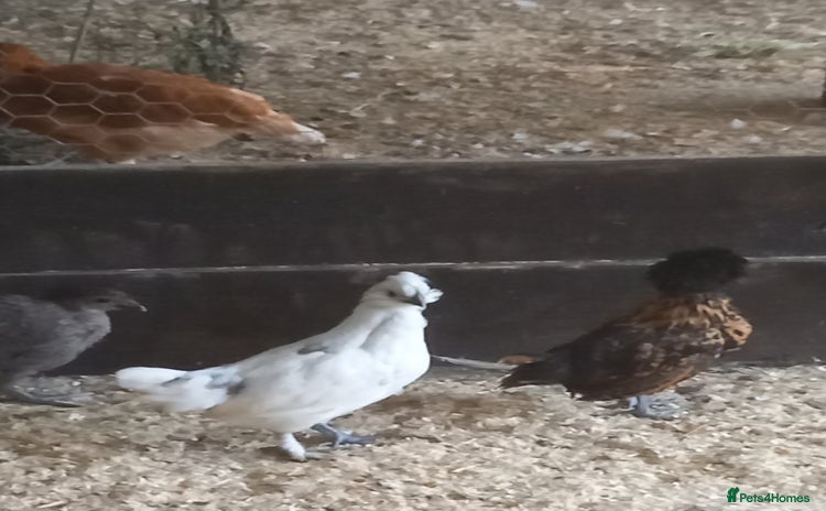 Mixed Breed poultry - Advert 1