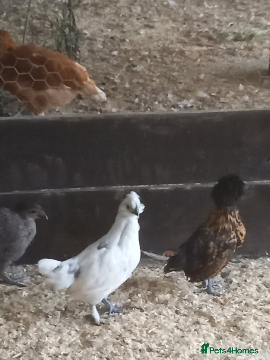 Mixed Breed poultry for sale: Fabulous feathery friends and point of lay pullets - Image 1