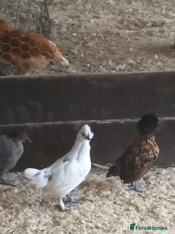 Mixed Breed poultry - Advert 5