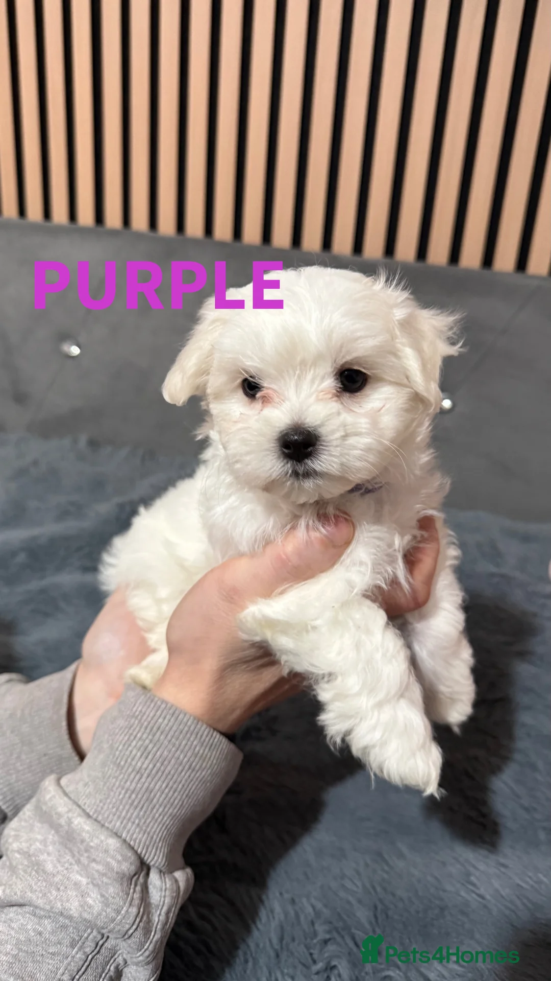 Maltese dogs for sale: !!! Price negotiable !!!! - Advert 7