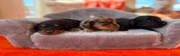 Miniature Dachshund dogs for sale: 5* KC Champion Blood Miniature Long Hair Dachshund - Advert 5