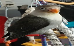Lovebirds birds for sale: Fischers lovebirds handreared x2 - Image 3