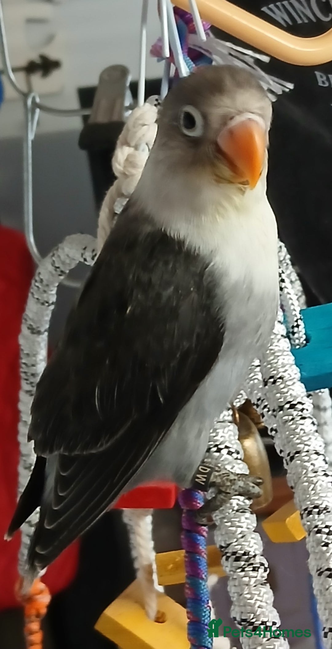Lovebirds birds for sale: Fischers lovebirds handreared x2 - Image 3