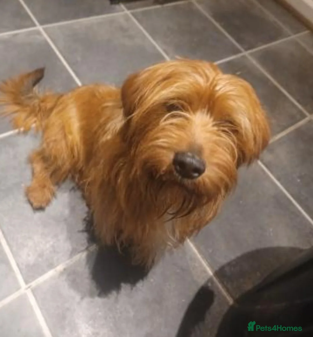 Mixed Breed dogs for sale: Dachshund Lhasa cross Male - Advert 1